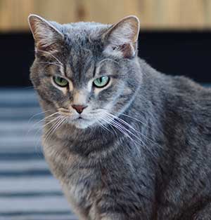 Longmont Veterinarian Team
