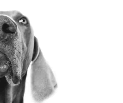 Veterinary Clinic in Longmont