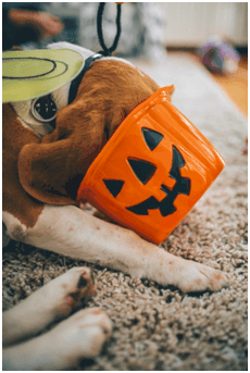 halloween and pets longmont
