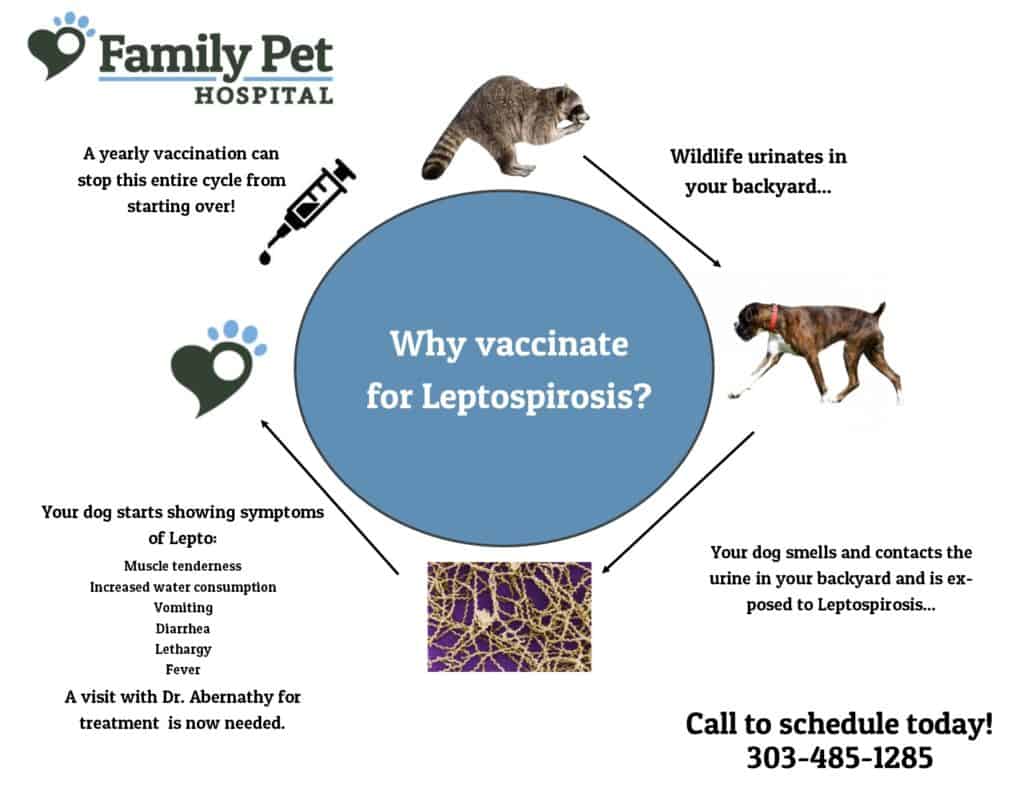 Dog lethargic store after lepto vaccine