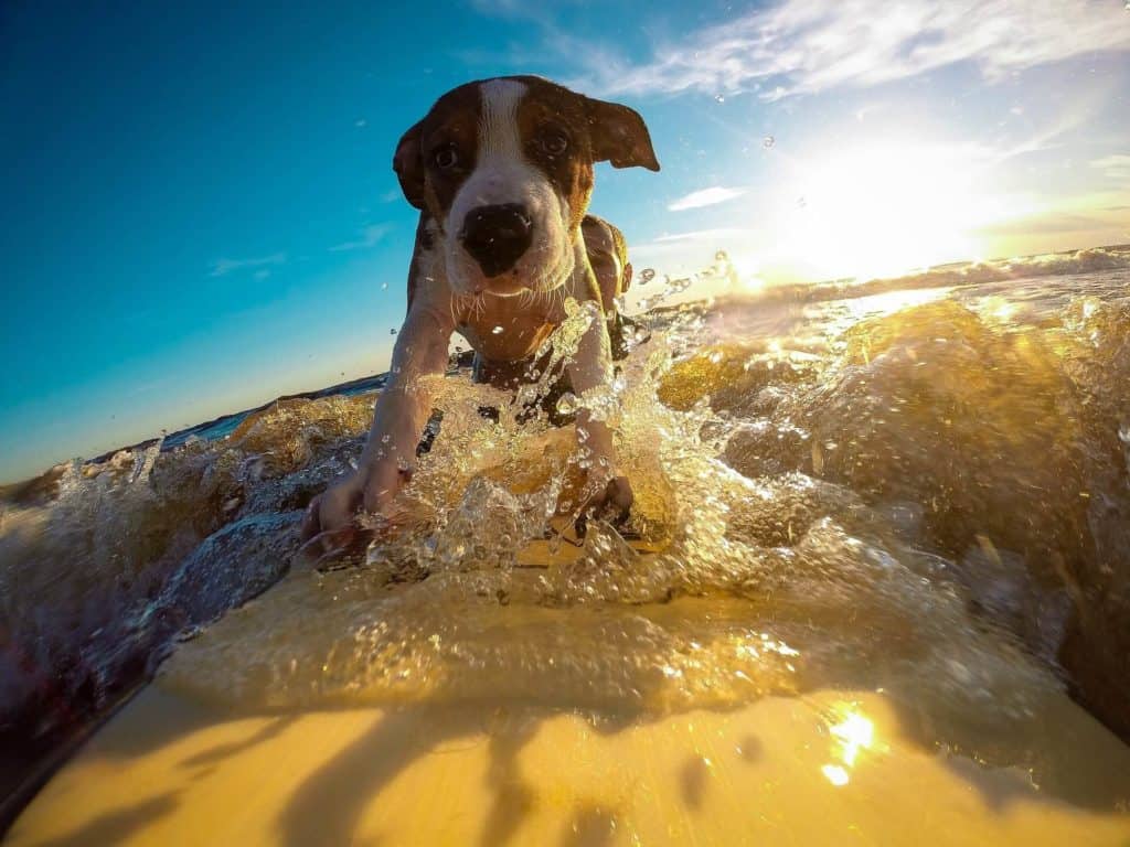 Surfing puppy dog