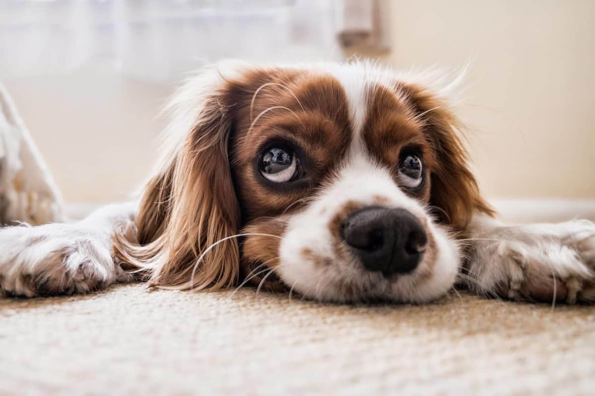 dog goes to family pet hospital for pain management