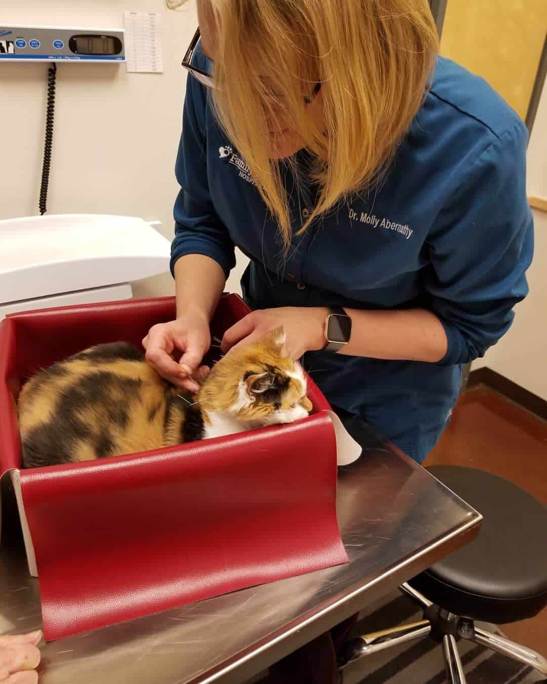 dr abernathy at family pet hospital in longmont colorado doing acupuncture to ease a cats pain
