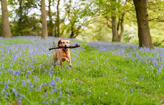 happy dog amid the bluebells in springtime england